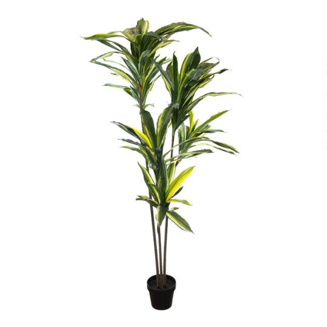 Faux Variegated Dracaena Tree | World Market