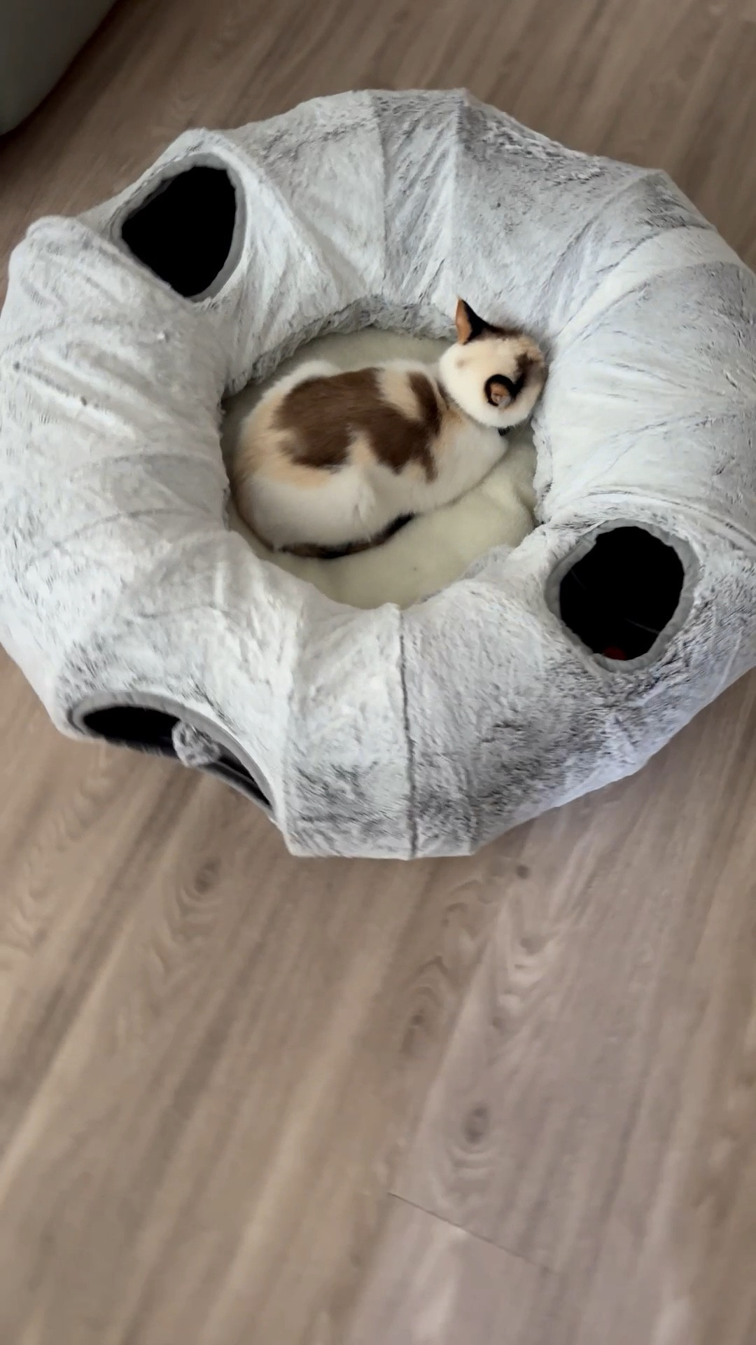 Every cat’s favorite tunnel… Kookie girl loves it

#LTKHome #LTKSpringSale #LTKSaleAlert