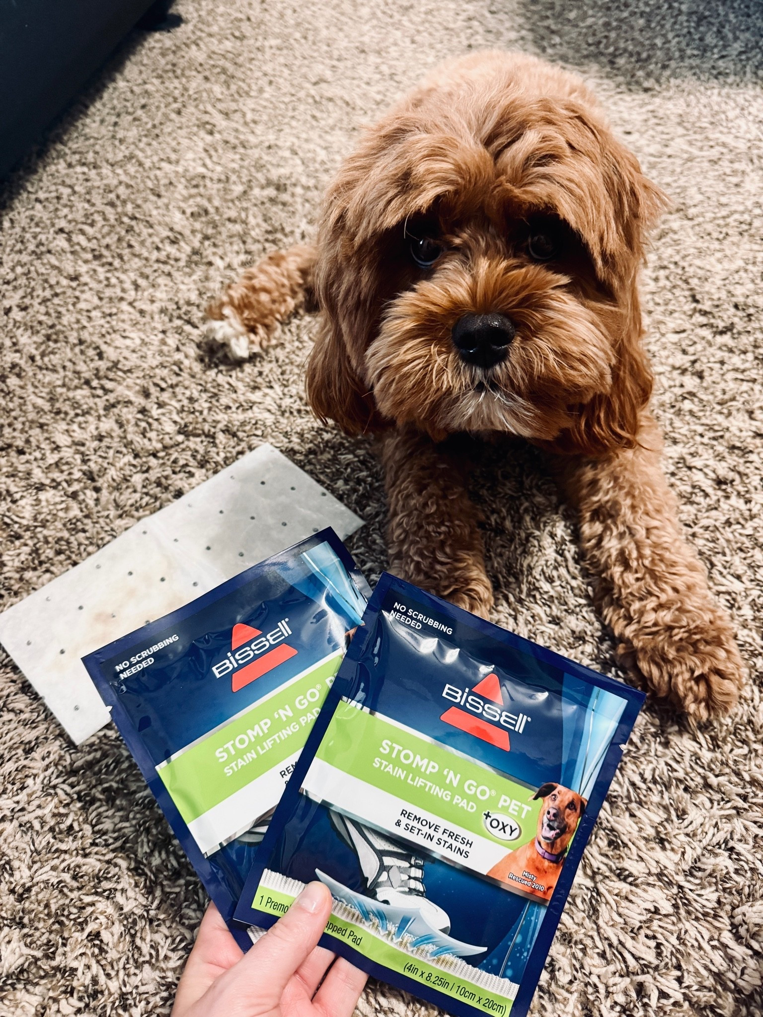 The best carpet stain removers! Just stomp and go!