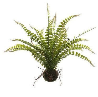 19" Fern With Soil - Green | The Nested Fig