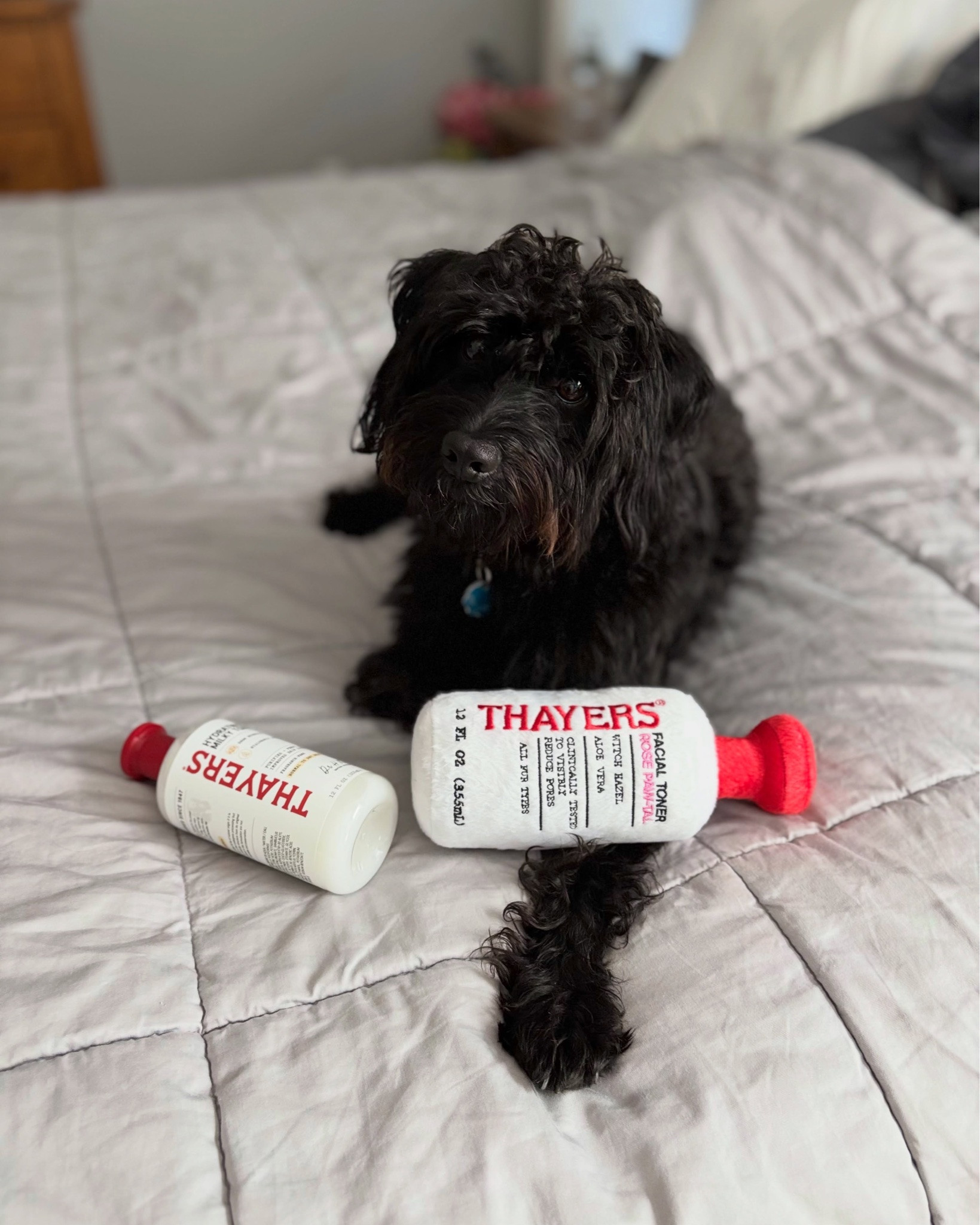 Happy National Dog Day to my favorite little sidekick! 🐕‍🦺

Any excuse to spoil my pup AND sneak in my favorite @thayers skincare is a win in my book. 😂 While Mama enjoys her Thayers, he gets to enjoy his new toy!

#thayers #thayersambassador #thayersslayersambassador #nationaldogday #dogday