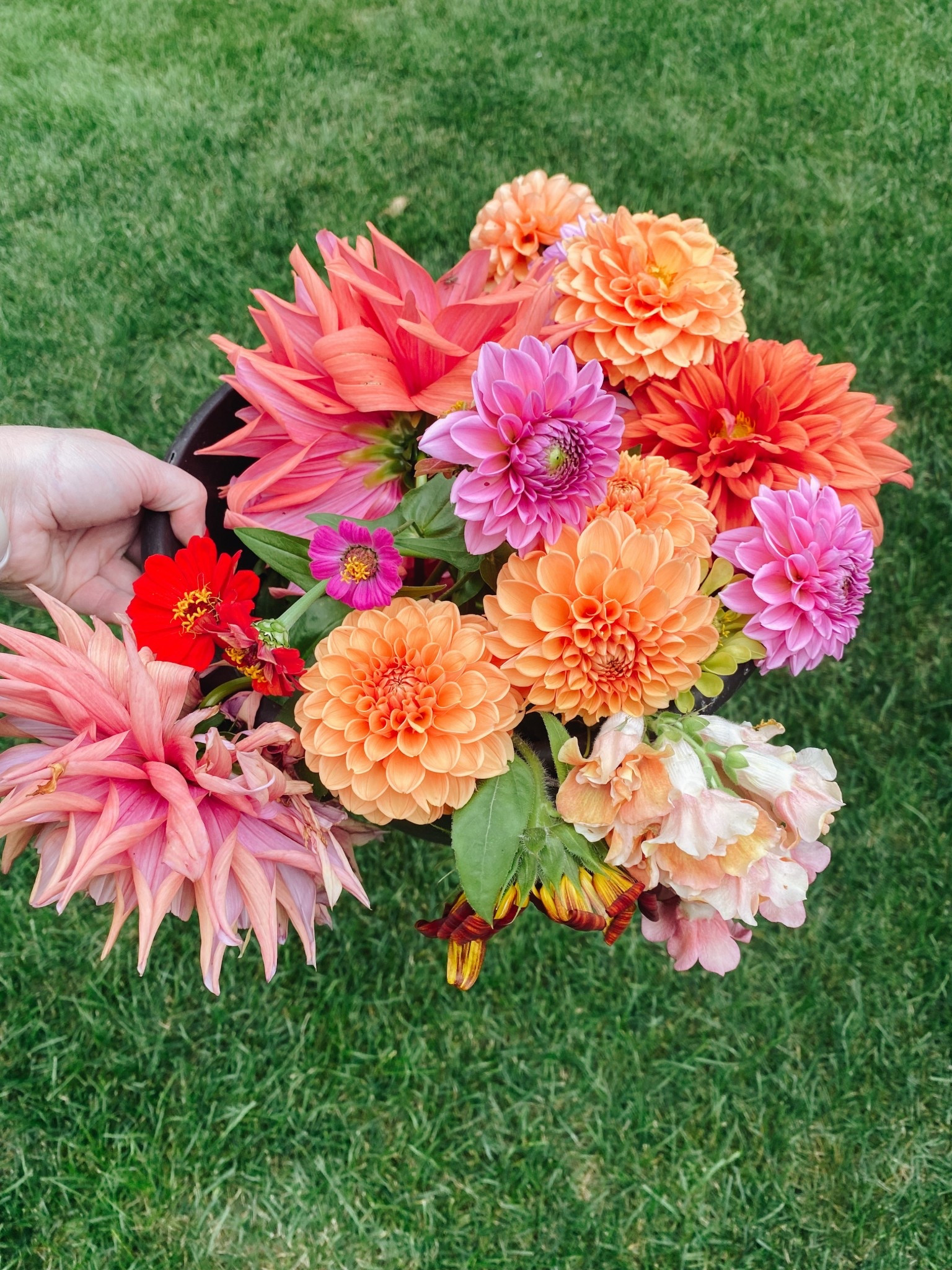 Like any new skill or hobby, creating a cut flower garden is going to take trial and error and learning along the way. Find what you love and what works best for you, and you will be creating a beautiful garden in no time. #garden #gardening #cutflowergarden #homegarden #homegardening #gardeningtips #gardeningforbeginners

 

#LTKOver40 #LTKHome #LTKSeasonal