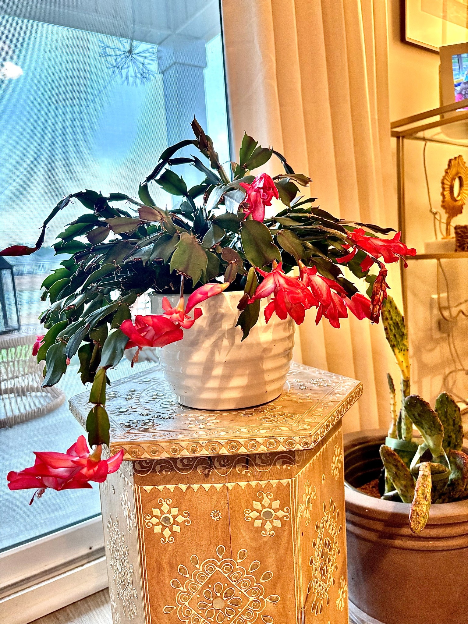Get yourself a Christmas cactus for yourself or a gift. It’s so uplifting to see it bloom this time of year. It will bloom again during the year too. 

#LTKGiftGuide #LTKSeasonal #LTKHome