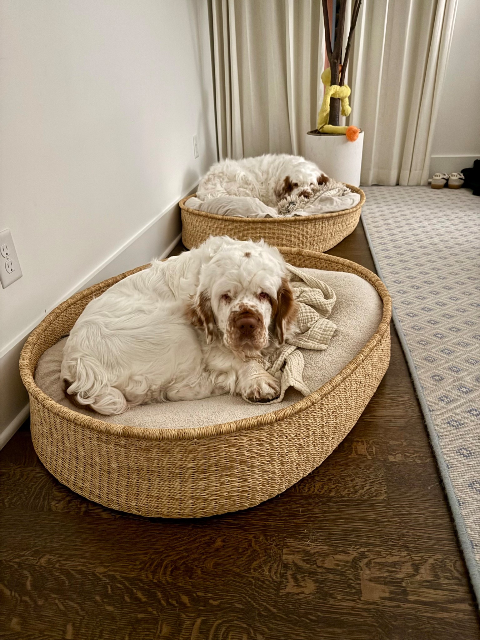 Chic dog beds 