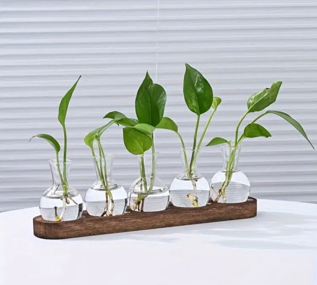 Propagation Display Stand and 3/5 Bulbs Accessories Transplanting Indoor Plants Hydroponics Woode... | Etsy (US)