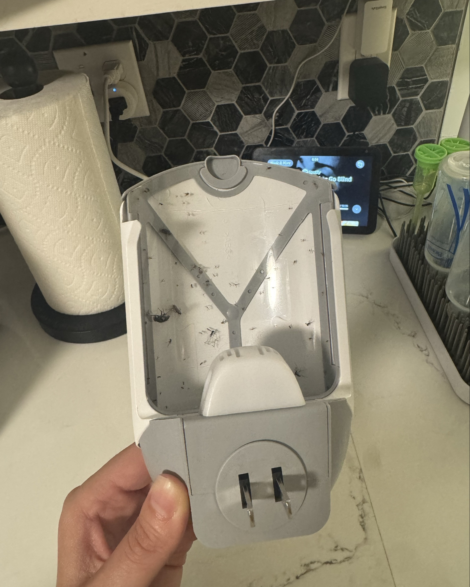 Fruit fly 🪰 trap!