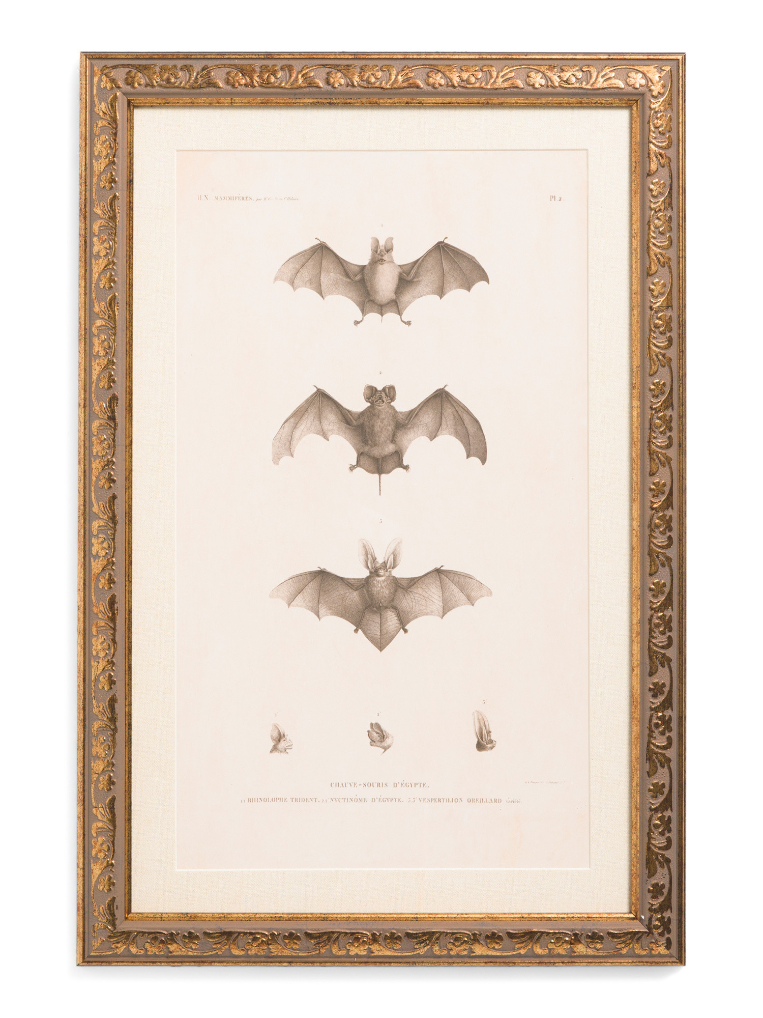 12x18 Scientific Bats Wall Art | Halloween | Marshalls | Marshalls