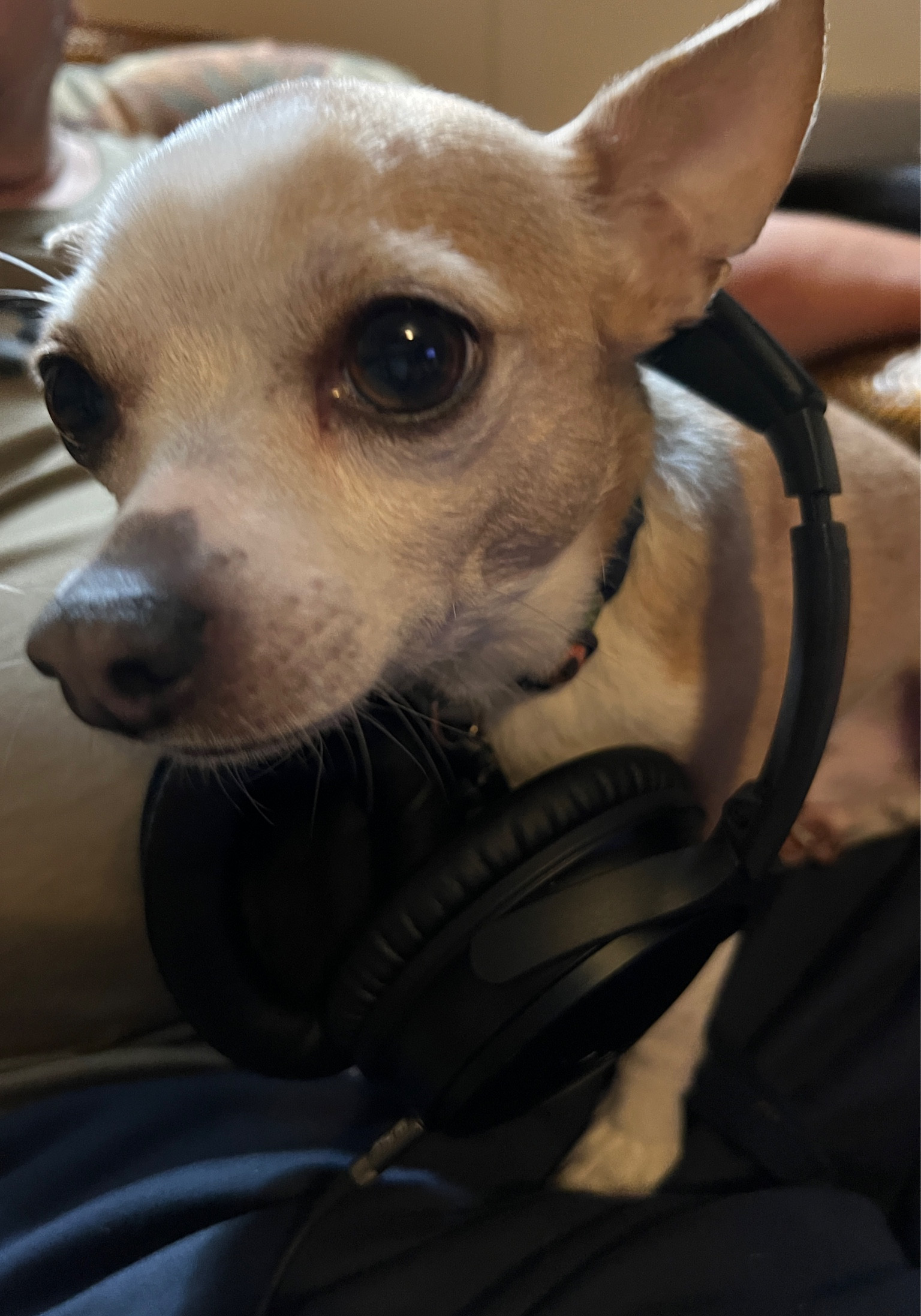 When little Vic wants to listen too :-)
This Bose noise canceling headphone is great! 

#LTKfamily #LTKhome #LTKFind