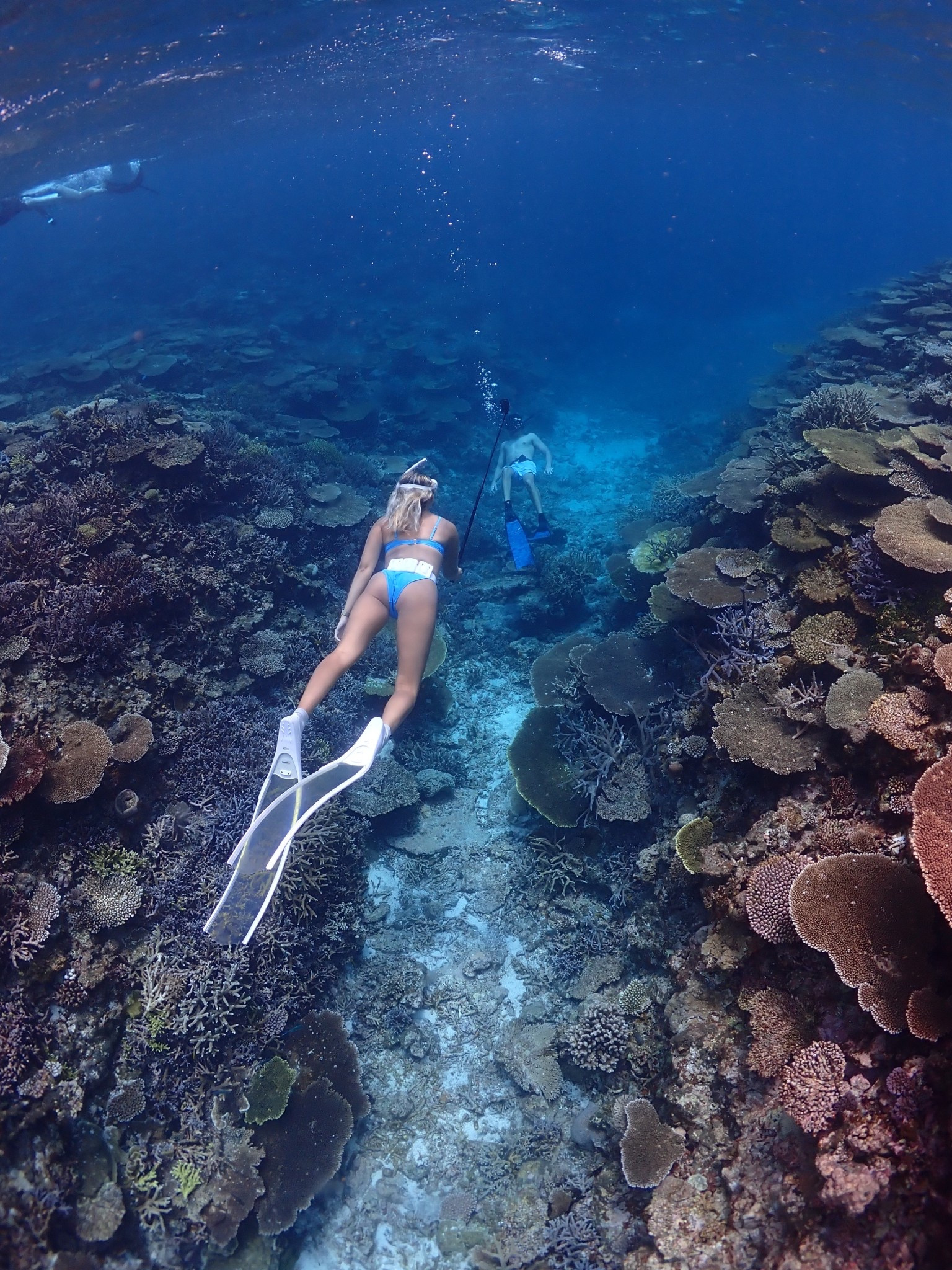 All my dive gear (and similar dive gear) is linked here! 

My fins are Penetrator Ghost Fins in “Soft” and my discount code is ALYSSAB5%off! 

#LTKActive #LTKTravel #LTKSwim