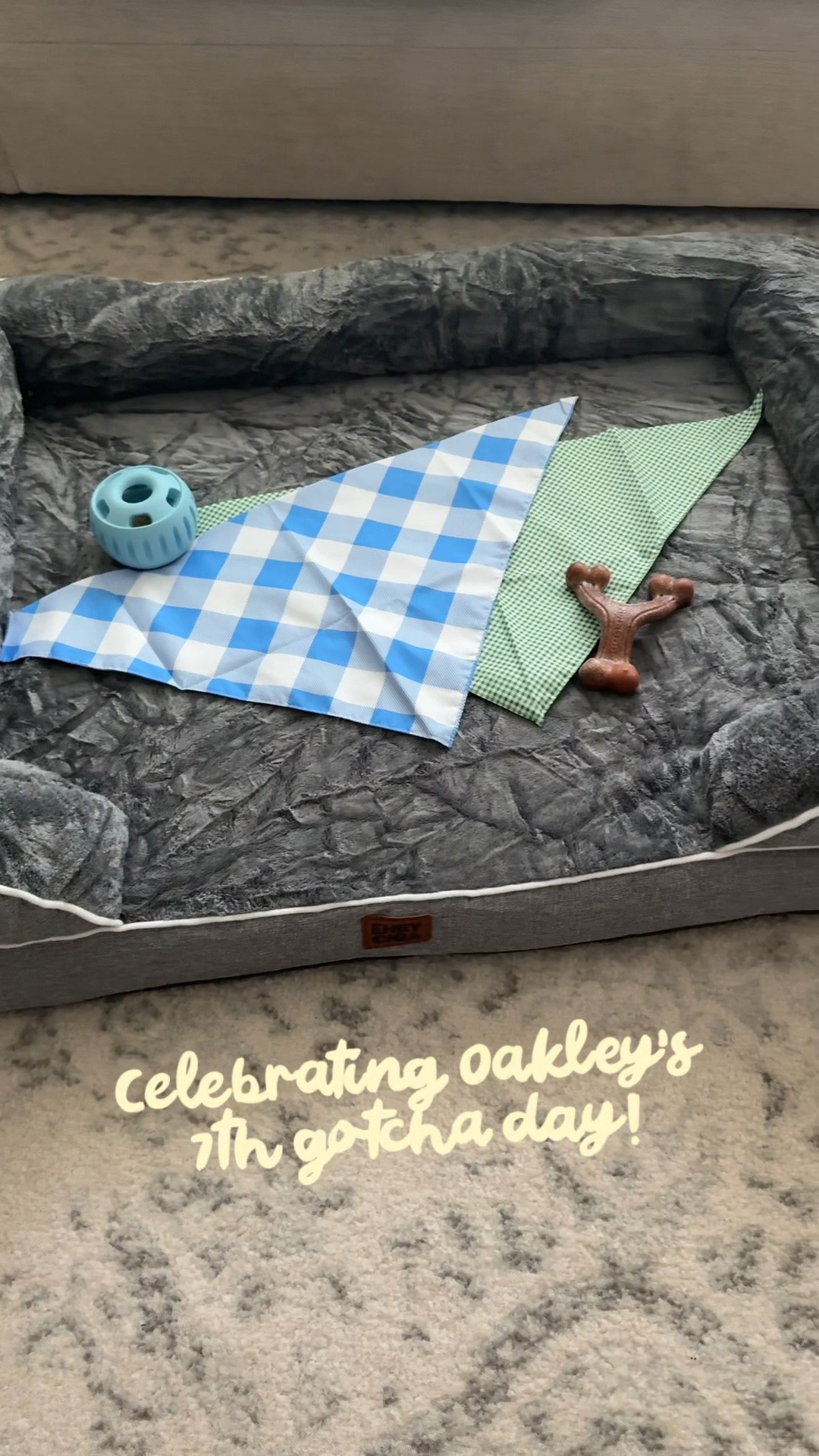 Celebrating 7 years with my best buddy!! Being Oakley’s mom has been the best adventure 🐾❤️

#dogmom #dogmomlife #gotchaday #dog #dogtoys

#LTKvlog #LTKdayinmylife #LTKmomlife