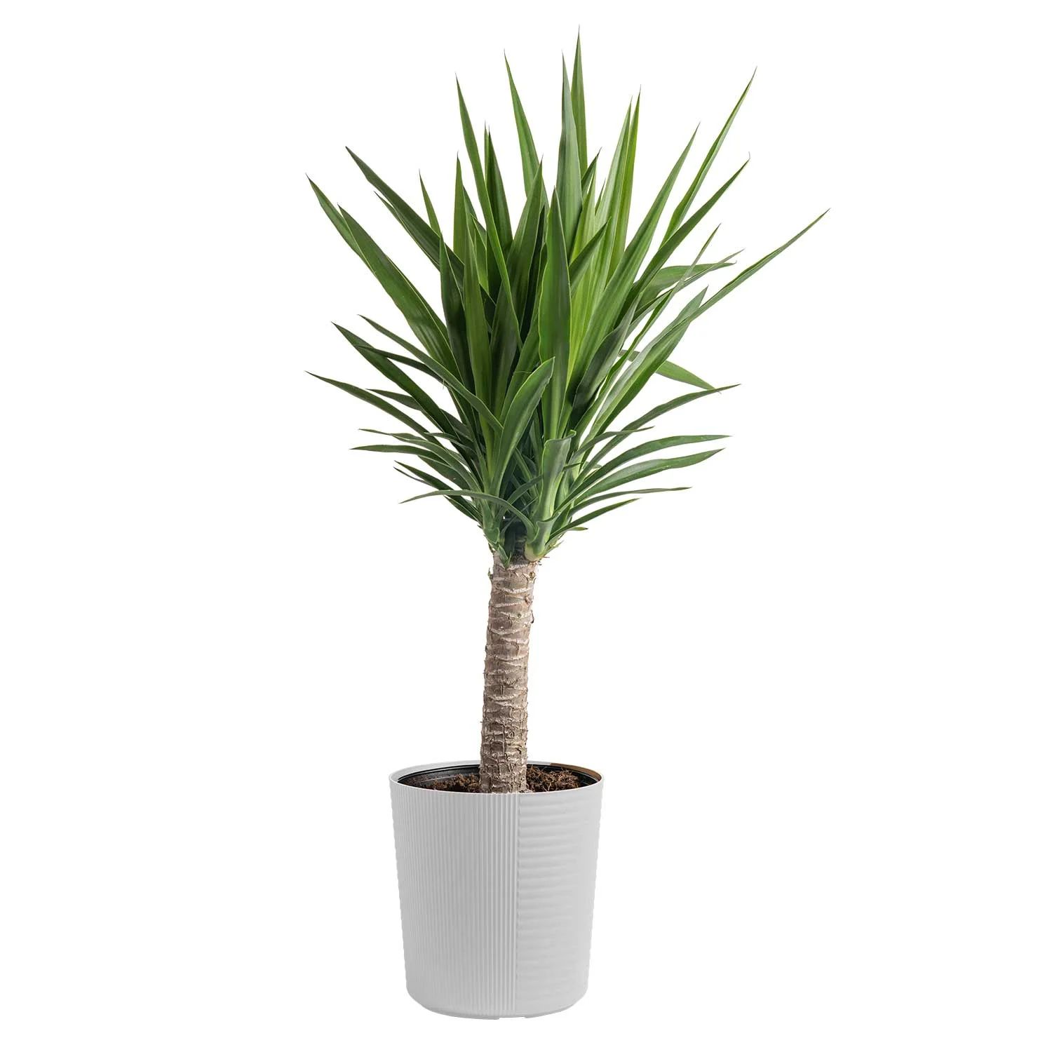 Costa Farms Live 24-inch Tall, Easy to Grow Yucca Cane, Spineless Yucca, Medium Indirect Sunlight... | Walmart (US)