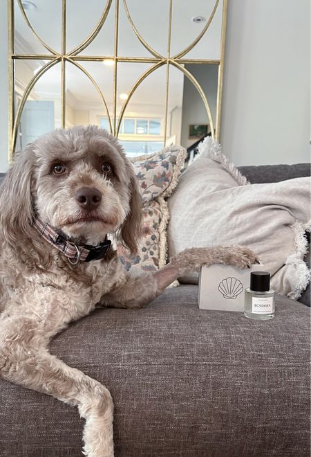 Just like her mom, Roo loves to not only smell good but to shine ✨
-
We are truly loving the luxury @ecstaseapetco pet perfume. Just a few sprits and it’s like she went to the groomers! We also love that it’s 100% natural, vegan & cruelty free and free of parades!
-
Can’t pick a scent? Do what I did and pick the bundle. Shop it here today:
-

#LTKbeauty #LTKGiftGuide