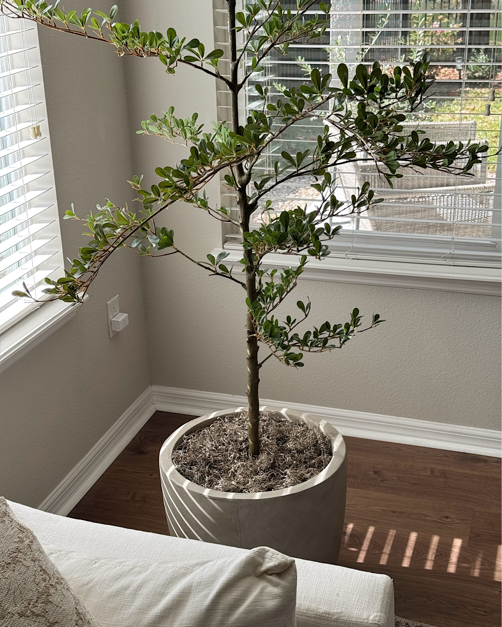 Another faux olive tree find perfect for an earthy organic home! I just love how realistic this one looks!

#LTKOver40 #LTKSaleAlert #LTKHome