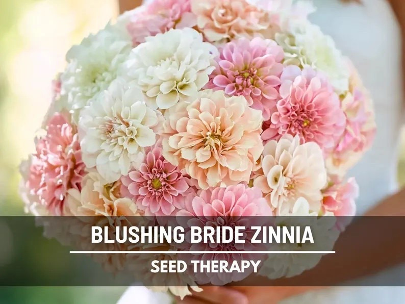 Soft, romantic, and endlessly blooming, the Blushing Bride Zinnia Mix fills your garden with lush double flowers in dreamy shades of white and pink that look straight out of a storybook bouquet. These heat-loving, easy-to-grow blooms reward every harvest with even more long, sturdy stems—making them perfect for cutting gardens, pollinator patches, and anyone who loves fresh flowers all summer long. #zinnias #cutflowergarden #heirloomseeds #growfromseed #summerblooms #pollinatorgarden #flowerfarmstyle #gardenromance

#LTKdayinmylife #LTKHome #LTKSeasonal