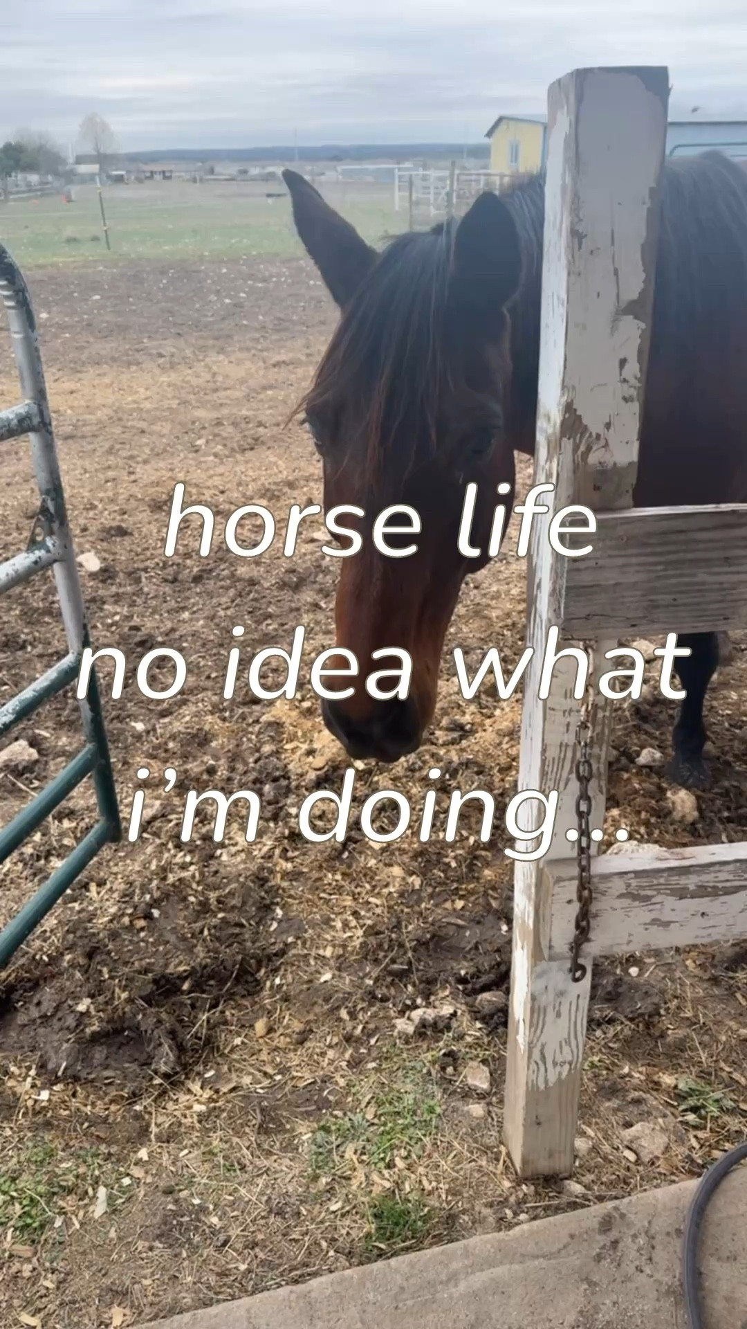 A beginners guide to horse life- what not to do. 😆

Learning horse girl couture one day at a time, y’all!

#LTKWatchNow #LTKPets