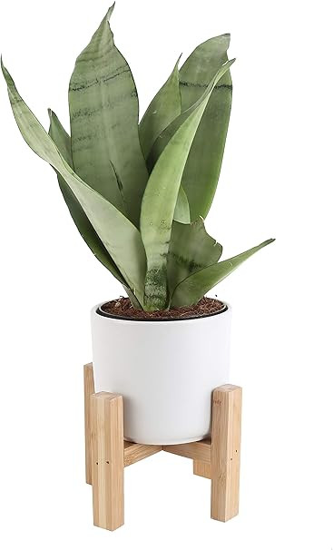 Costa Farms Snake Plant, Sansevieria, with 4.25-Inch Wide Mid-Century Modern Planter and Plant St... | Amazon (US)