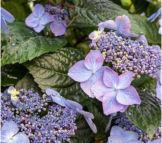 Make Your Selection: Roberta's 1-Piece Popstar Hydrangea Live Plant | QVC