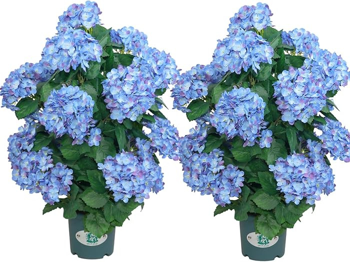 30'' Artificial Blue Hydrangea Potted Plant – Realistic Silk Flowers Faux Hydrangea Tree with D... | Amazon (US)
