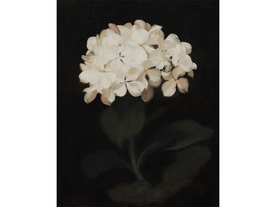 Hydrangea | Heirloom Print Shop