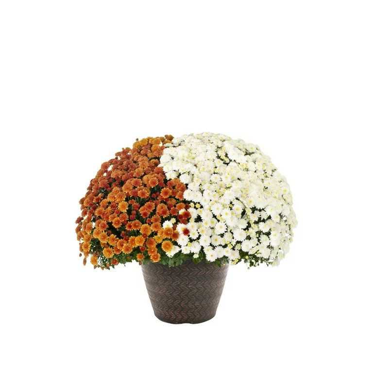 Better Homes & Gardens 1.5GL Multicolor Orange White Mum (1 Count) Live Plant with Decorative Rou... | Walmart (US)
