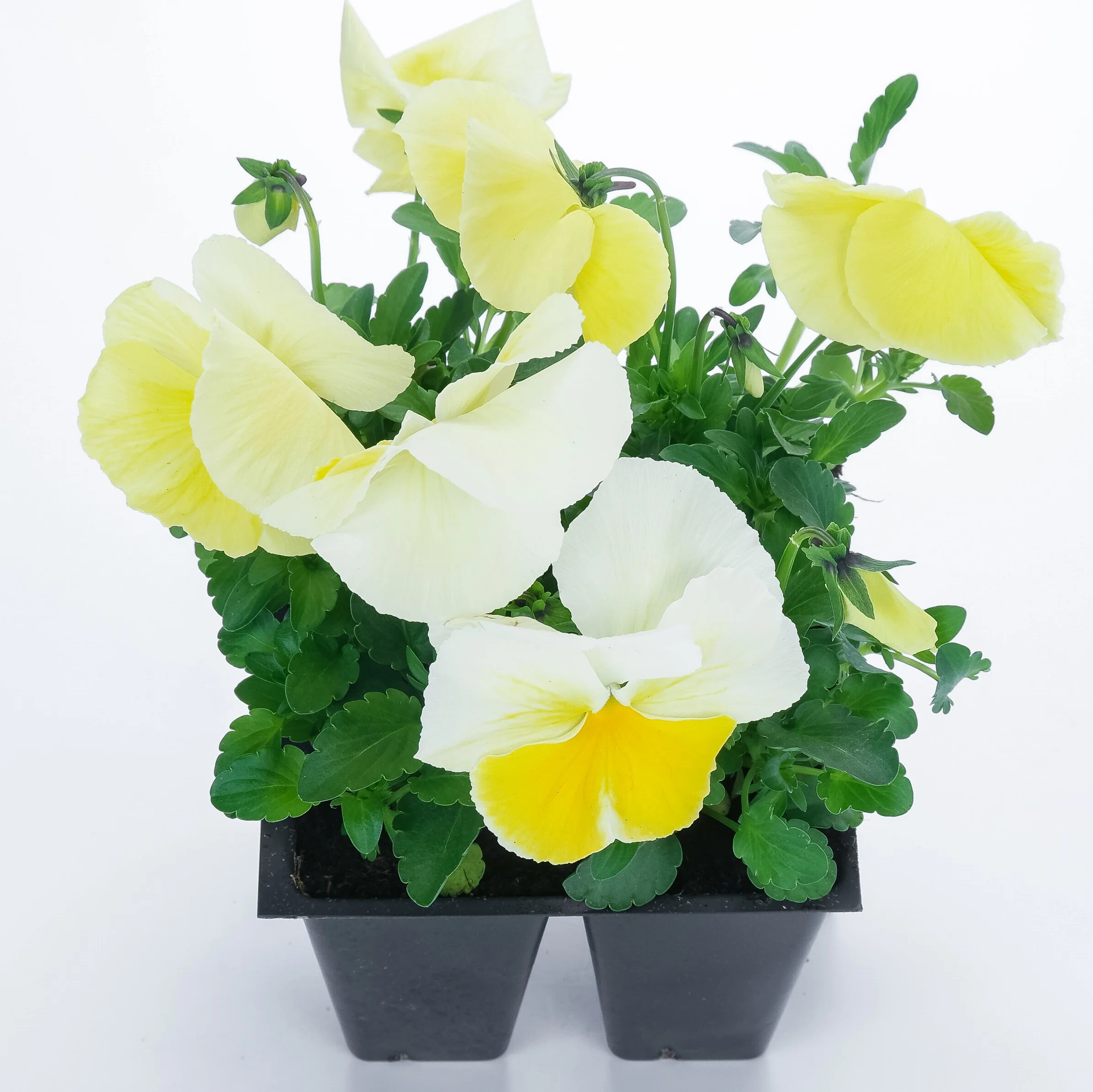 Expert Gardener - 4 Pack Pansy Yellow (1 Count) - Full Sun Annual - Outdoor Live Plants | Walmart (US)