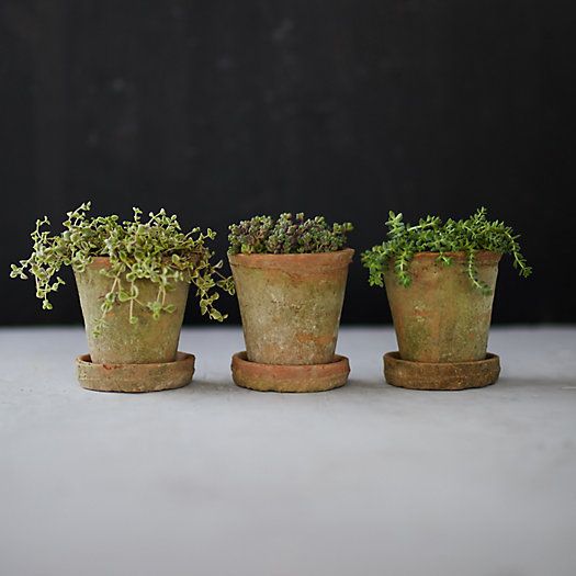 Earth Fired Clay Herb Pot + Saucer, Set of 3 | Terrain