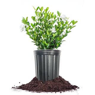 Buttons Gardenia in 1 Gal. Grower's Pot, Fragrant and Reblooming | The Home Depot