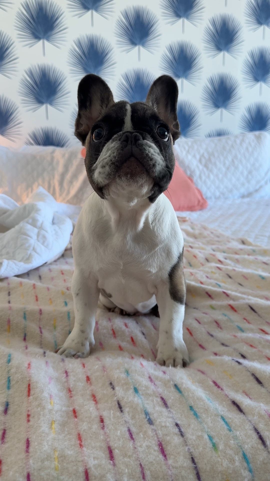 Come with us for a day in the life of me and my pup at our beach place! @barkbox is launching their new Bark in the Belly food and we are loving it. The best part? 100% of the profits from the food go directly to feeding shelter dogs!
Shop @barkbox through the @shop.LTK link in my bio!

#liketkit #ad #BarkPartner #BarkCoOwned #ShopDog 
