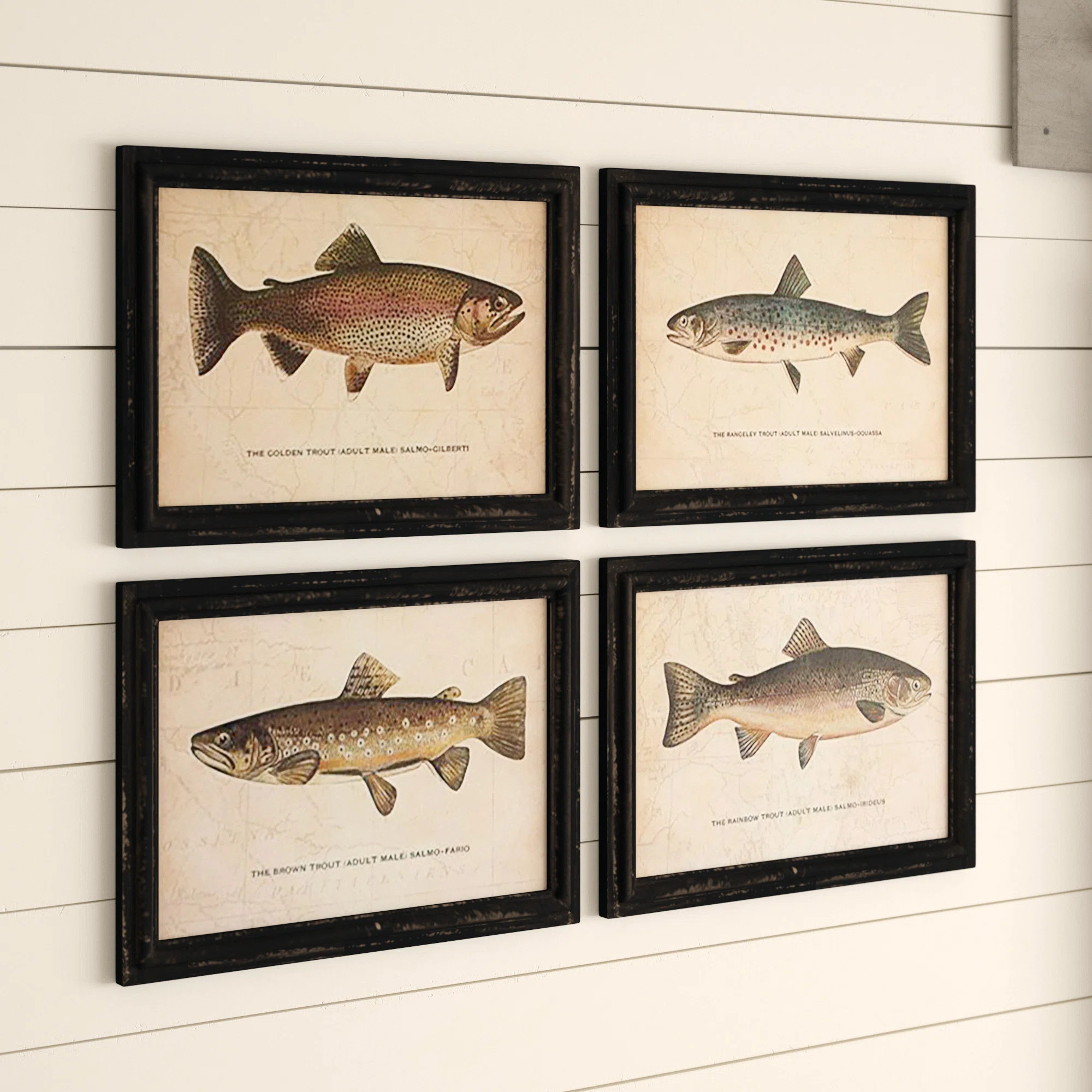 " Trout Prints Under " 4 - Pieces (Set of 4) | Wayfair North America