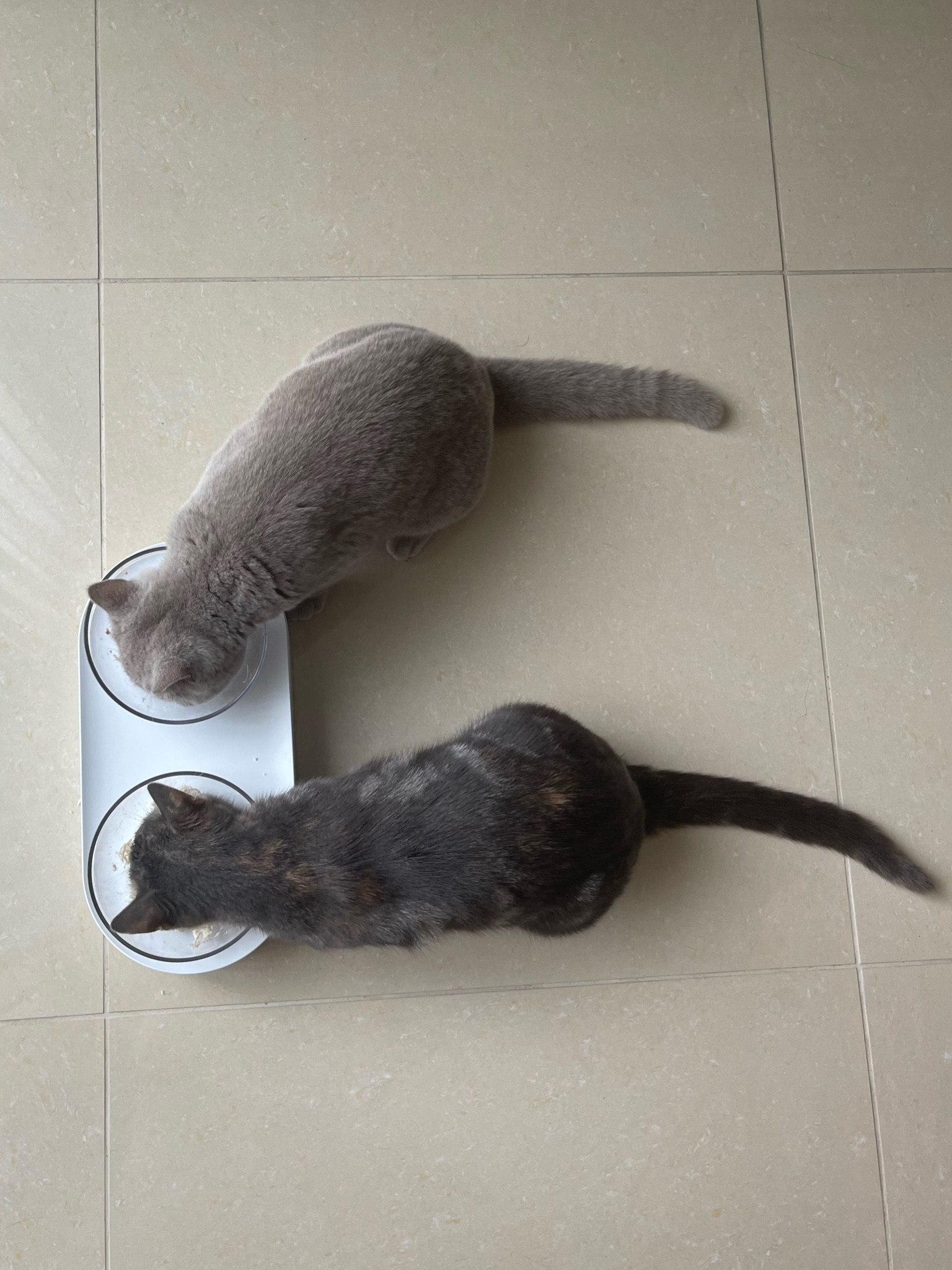 petkit fresh nano food bowl for cats

#LTKunder100 #LTKhome #LTKFind