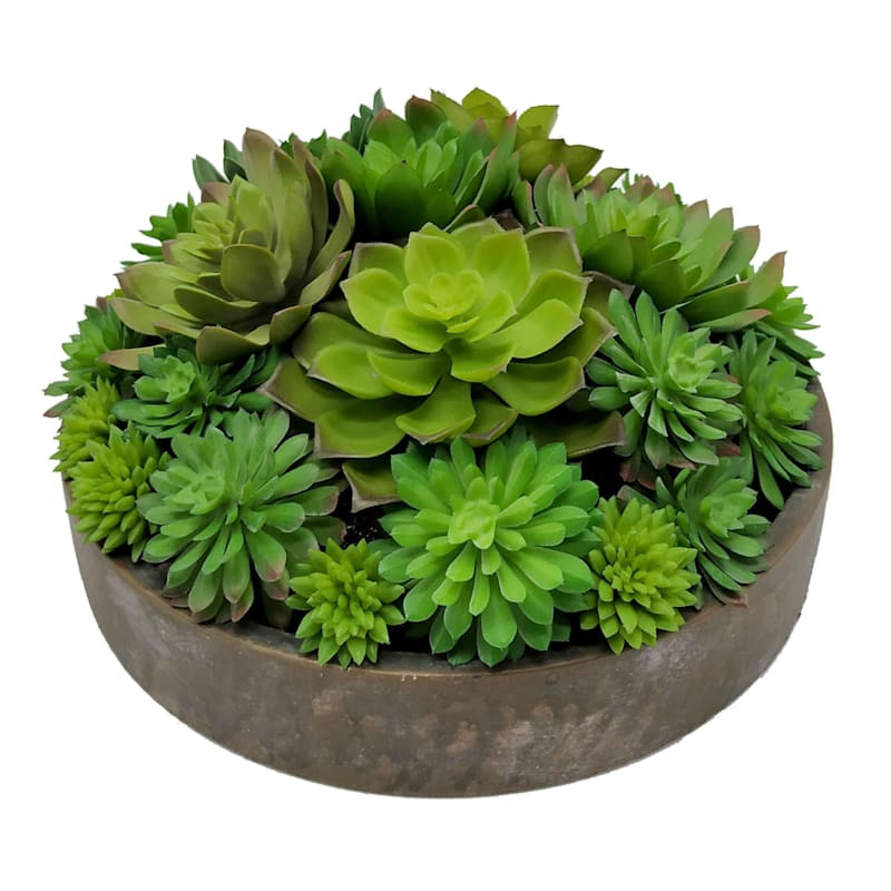 Succulent Lotus Arrangement in Cement Bowl, 5" | At Home