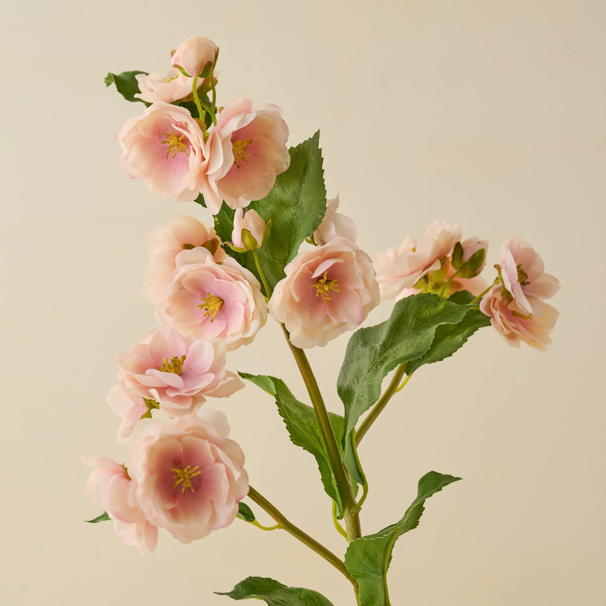 Peach Blossom Stem | Magnolia
