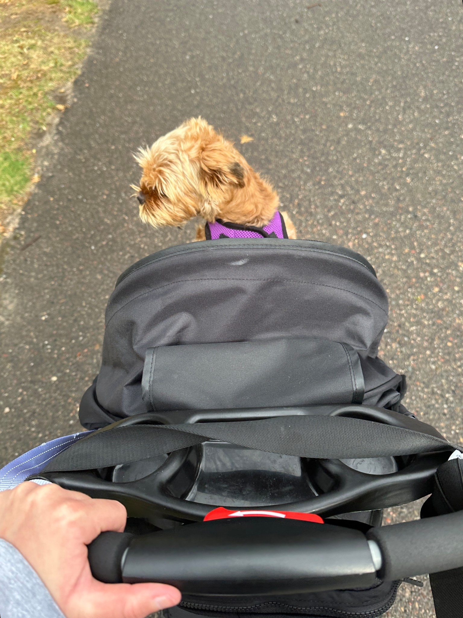 Dog stroller 🐾


#LTKActive #LTKdayinmylife #LTKHome