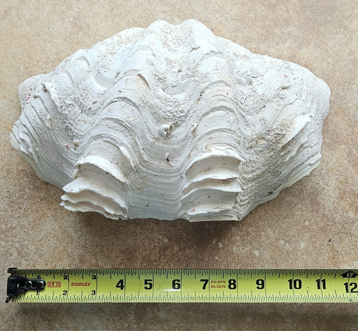 Large 12 Inch Tridacnidae Fluted Clam Shell | eBay | eBay US
