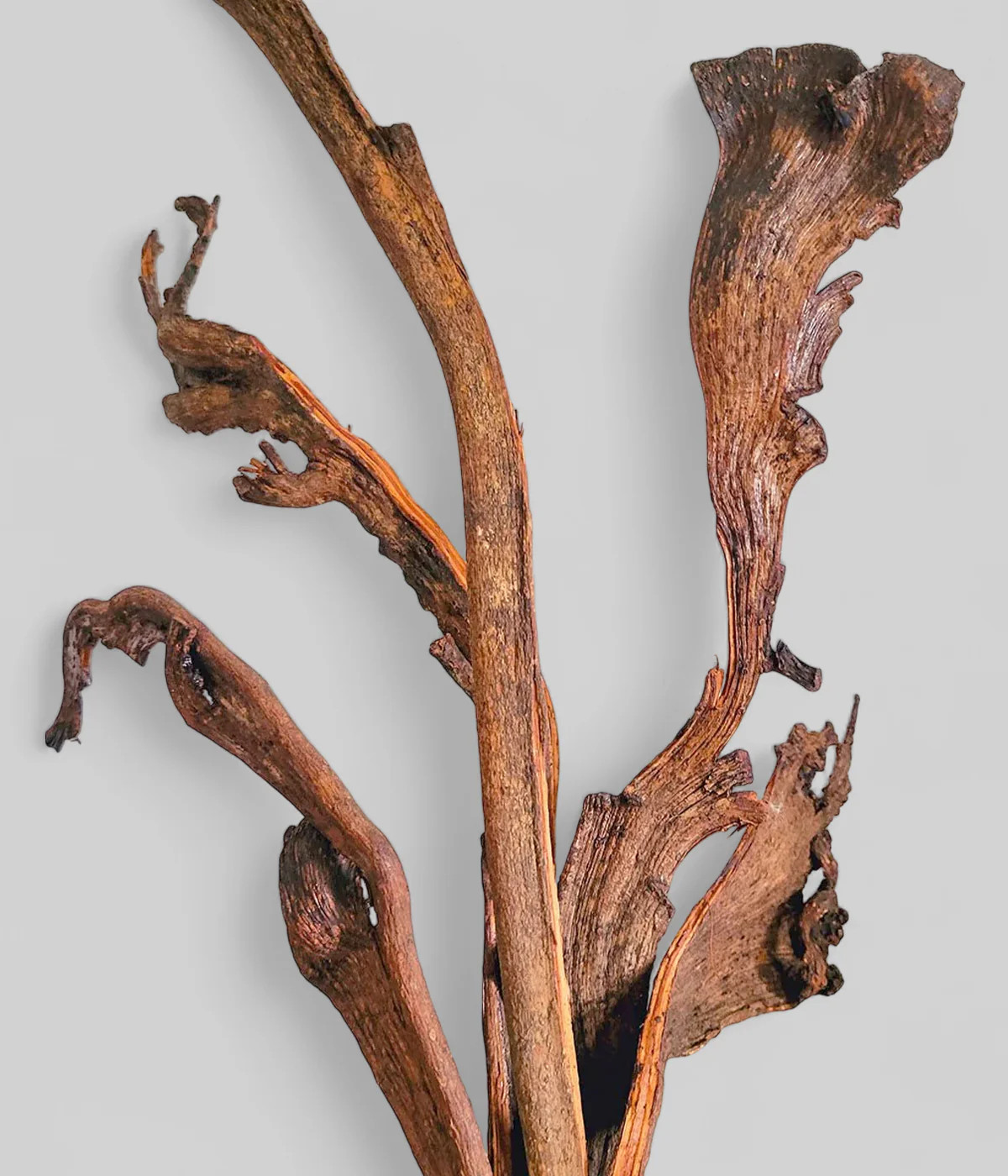 Polished Dried Natraj Branches | Natural Decorative Branches | Bloomist, Inc
