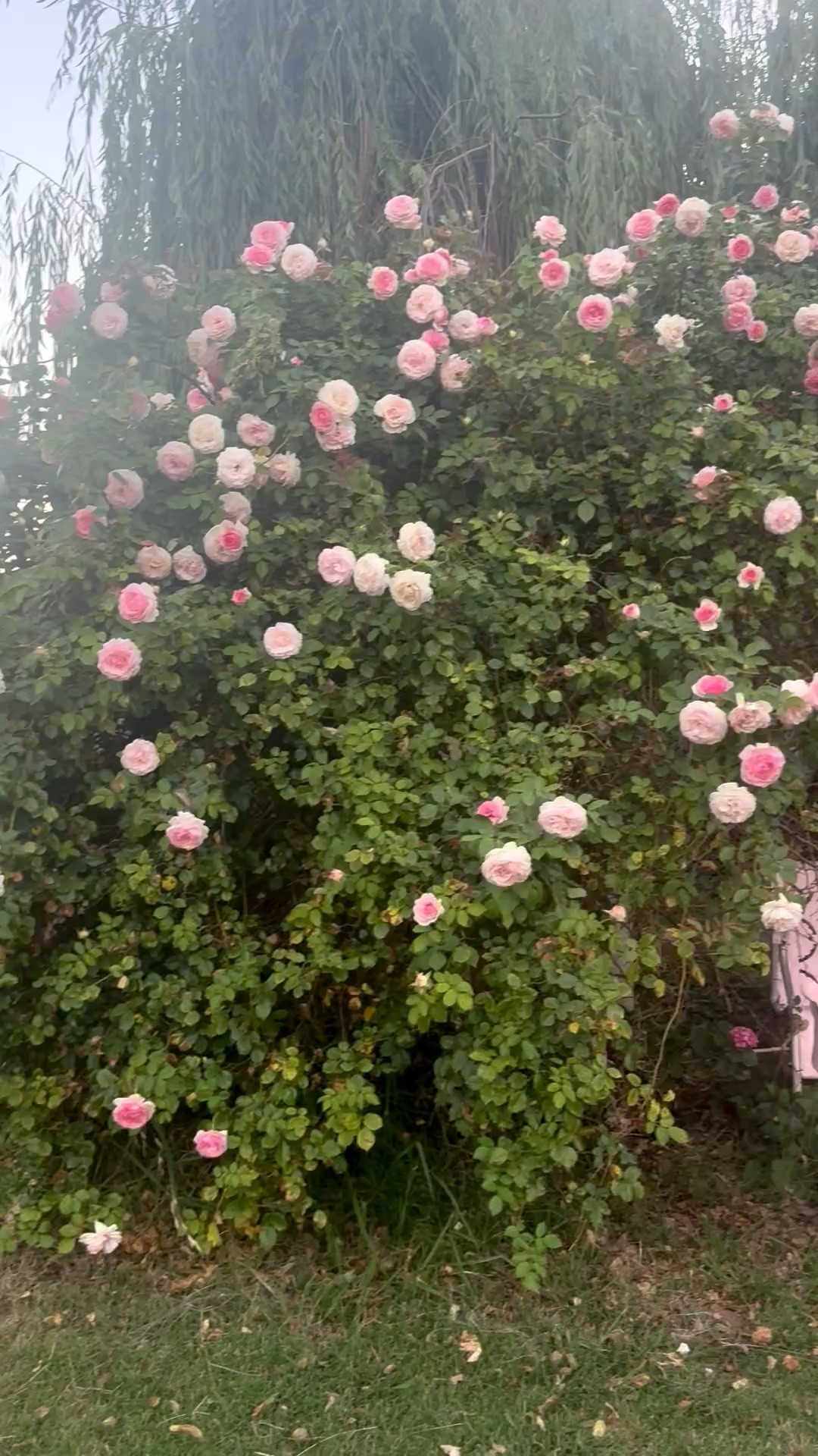 My beautiful pink climbing rose bushes look great on my arch! 💗🌸

#LTKdayinmylife #LTKHome #LTKSeasonal