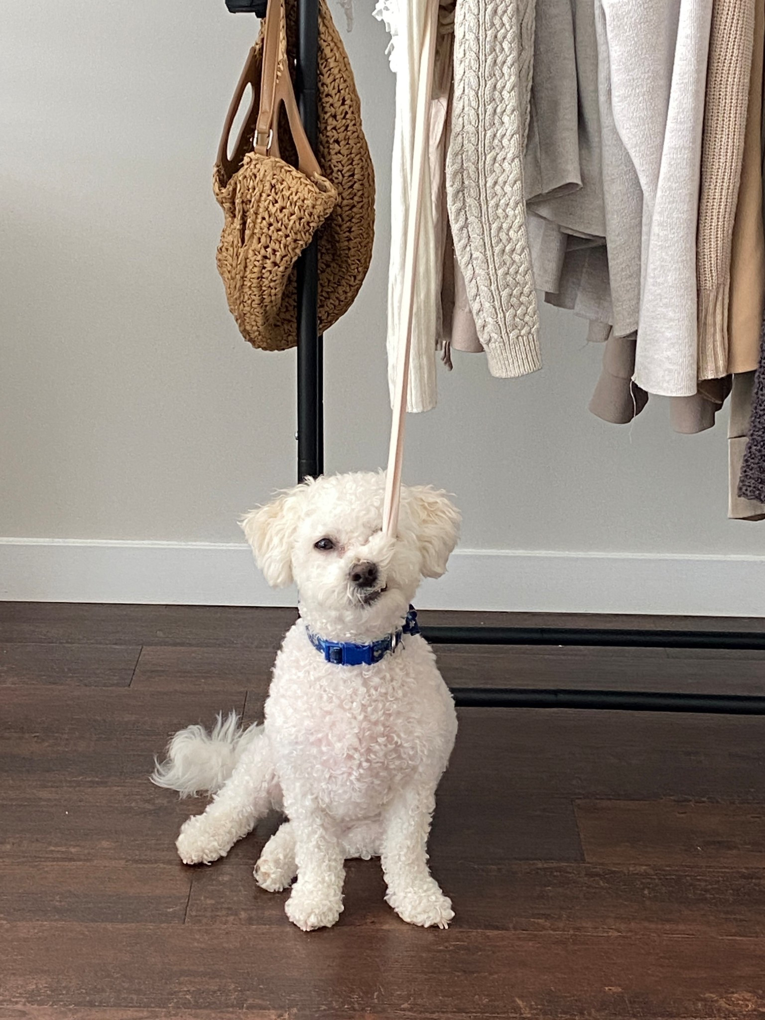 One con of having a clothing rack is easier access for your dog to eat your clothes 😂

#LTKHome #LTKFindsUnder50 #LTKFindsUnder100