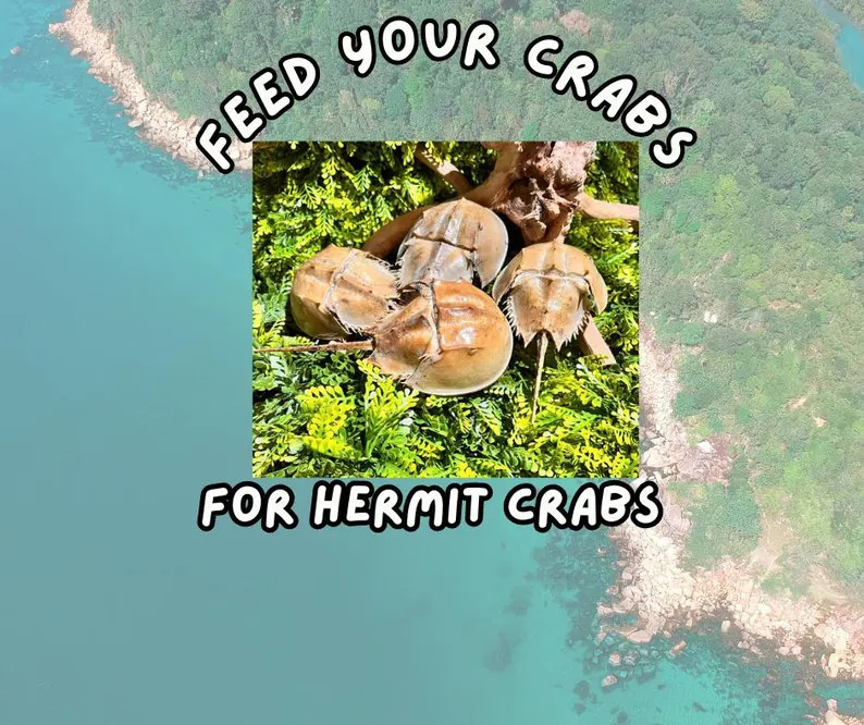 Molted Horseshoe Crab Shell, Natural Protein & Enrichment for Hermit Crabs - Etsy | Etsy (Global)