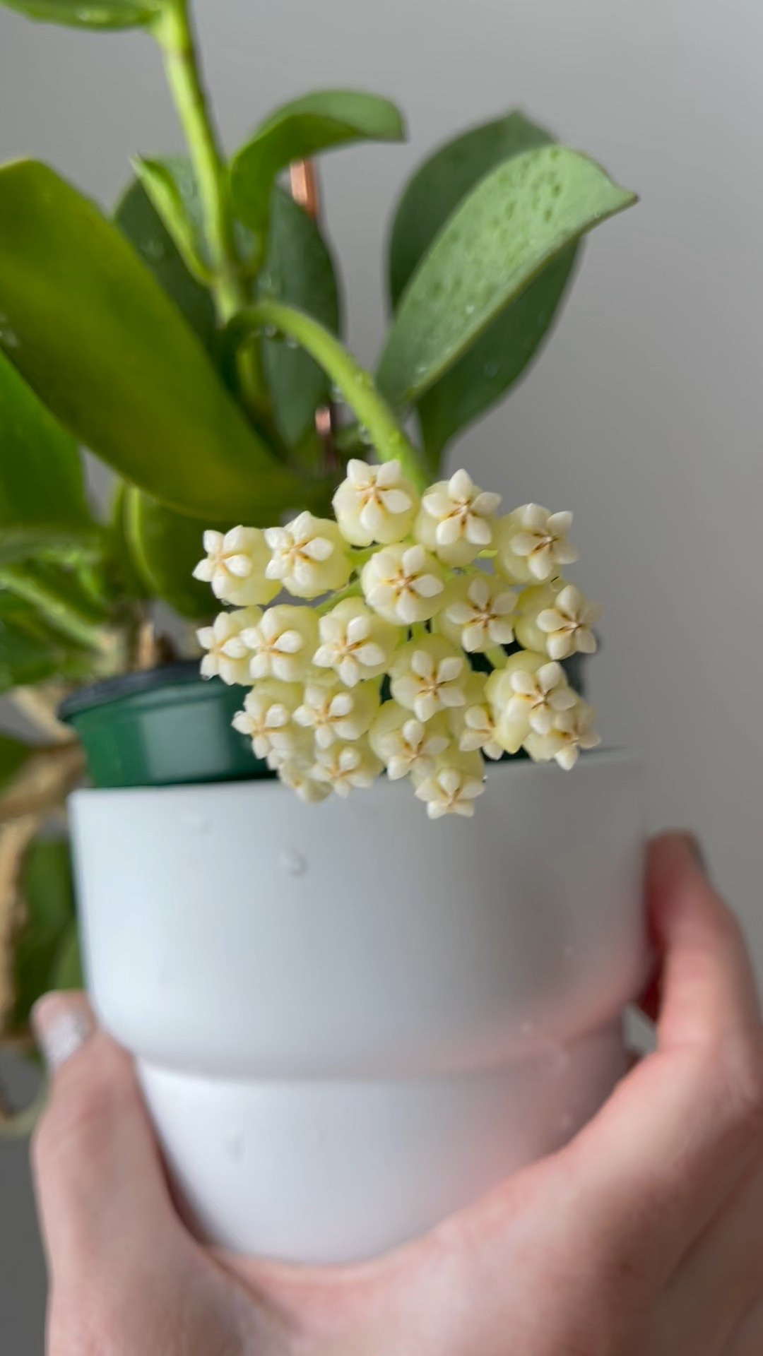 A classic favorite of mine! #hoyapachyclada aka #hoyasubquintuplinervis 

Liz’s personal care experience only…every environment is different:
🪴Light: west sun
🪴Water: when dry
🪴Avg Temp last 30 days: 74F
🪴Relative Humidity last 30 days: 45%
🪴Fussy: not for me
🪴Rate of growth: medium slow
🪴Rareness: in many collections but I rarely see it in stores
🪴Pot size: 4”
🪴Potting Mix: SolSoils house plant mix (comment “shop” for a direct link)
🪴Fertilizer: I apply a nutrient-rich fertilizer tailored for Hoyas approximately every other watering when the plant isn’t dormant. It’s packed with essential macro and micronutrients, it’s the best I’ve found for hoyas!🪴(drop “shop” in comments for a link straight to your DMs)
🪴Rooting Method: in my custom coco coir mix in a clear plastic prop box on top of a heat mat, under a strong grow light. (comment “shop” for link to ingredients).
🪴Would Liz recommend this one: yes 

👍follow for more & 🏷️ save for future reference 

🛒 Looking to add to your hoya collection? I offer cuttings from my personal plants. To see what’s available and check prices, click the link in my bio and scroll down to “Buy Cuttings From My Collection.” Shipping is available within the U.S. 🇺🇸 only.

#ilovehoyas #hoyacollector #hoyahead #hoyaappreciation #hoyacollection #plantsmakemehappy #ihavethisthingwithplants #hoya #easilydistractedbyplants

#LTKFindsUnder50 #LTKFindsUnder100 #LTKHome