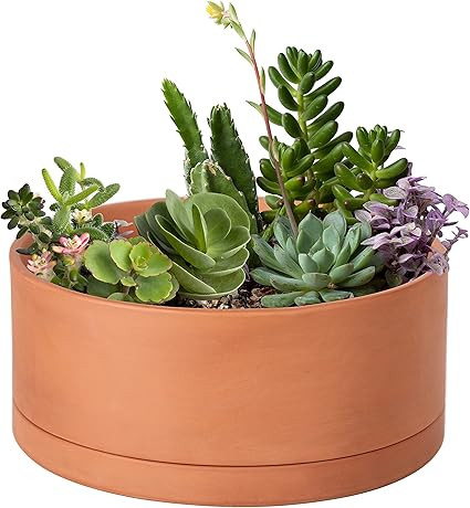 Low 10 Inch Succulent Terracotta Shallow Pot with Drainage Hole and Saucer, Round Cylinder Plante... | Amazon (US)