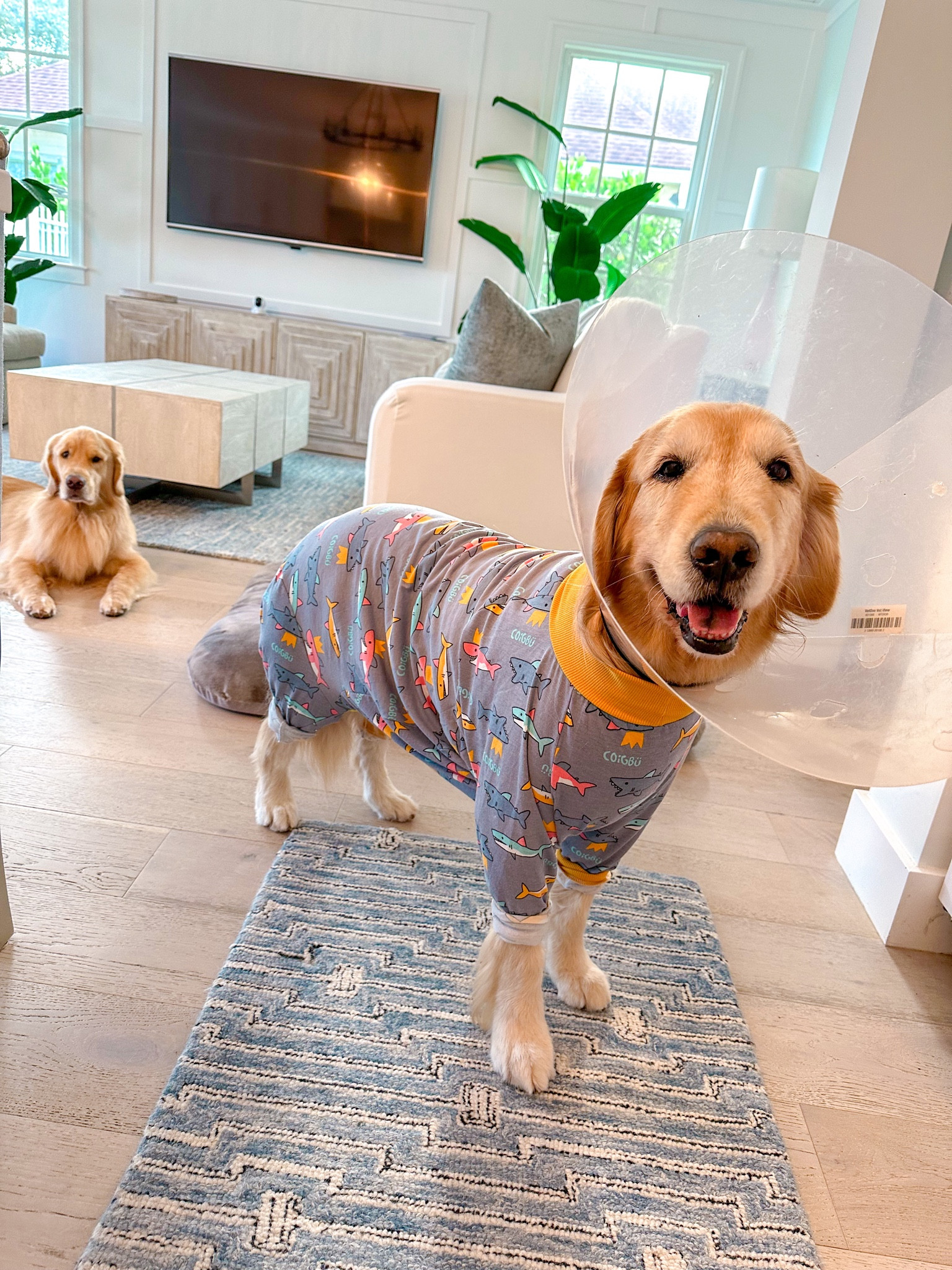 Dog onesie after surgery. Wearing size large



#LTKFind #LTKunder50 #LTKU
