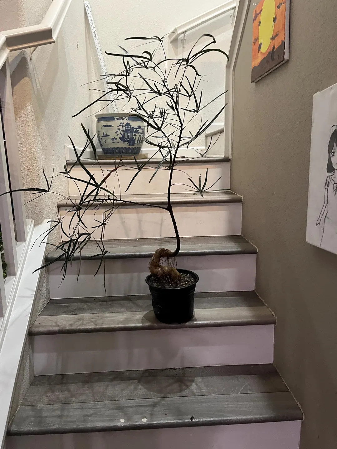 3ft Character -queensland Bottle Tree Brachychiton Rupestris- Thick Stem Exposed Roots - 5 Years ... | Etsy (US)