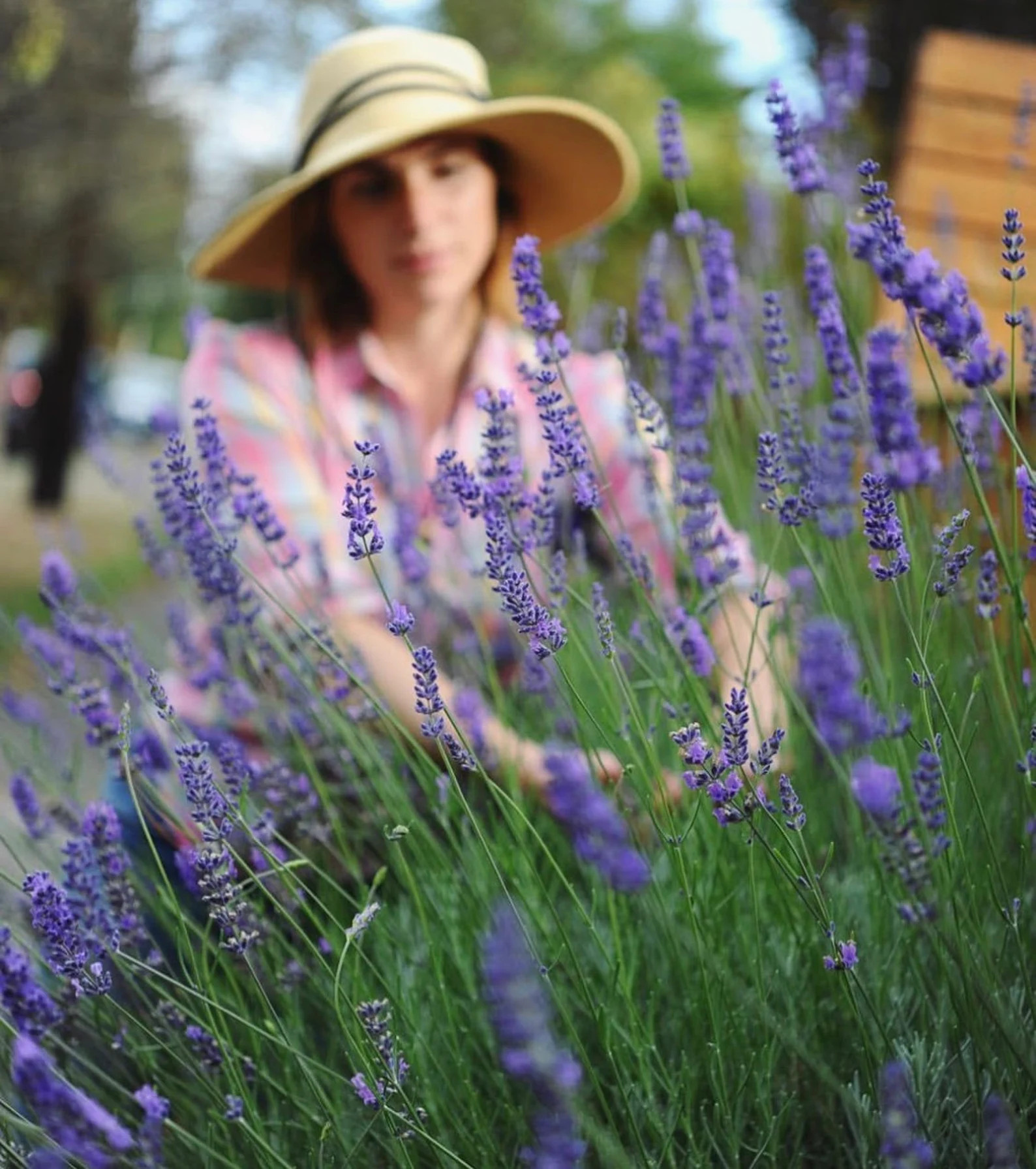 Dried Lavender Bunch – 300 Stems Dried Lavender Flowers | Farm-Grown Lavender Decor, Wedding & ... | Etsy (US)