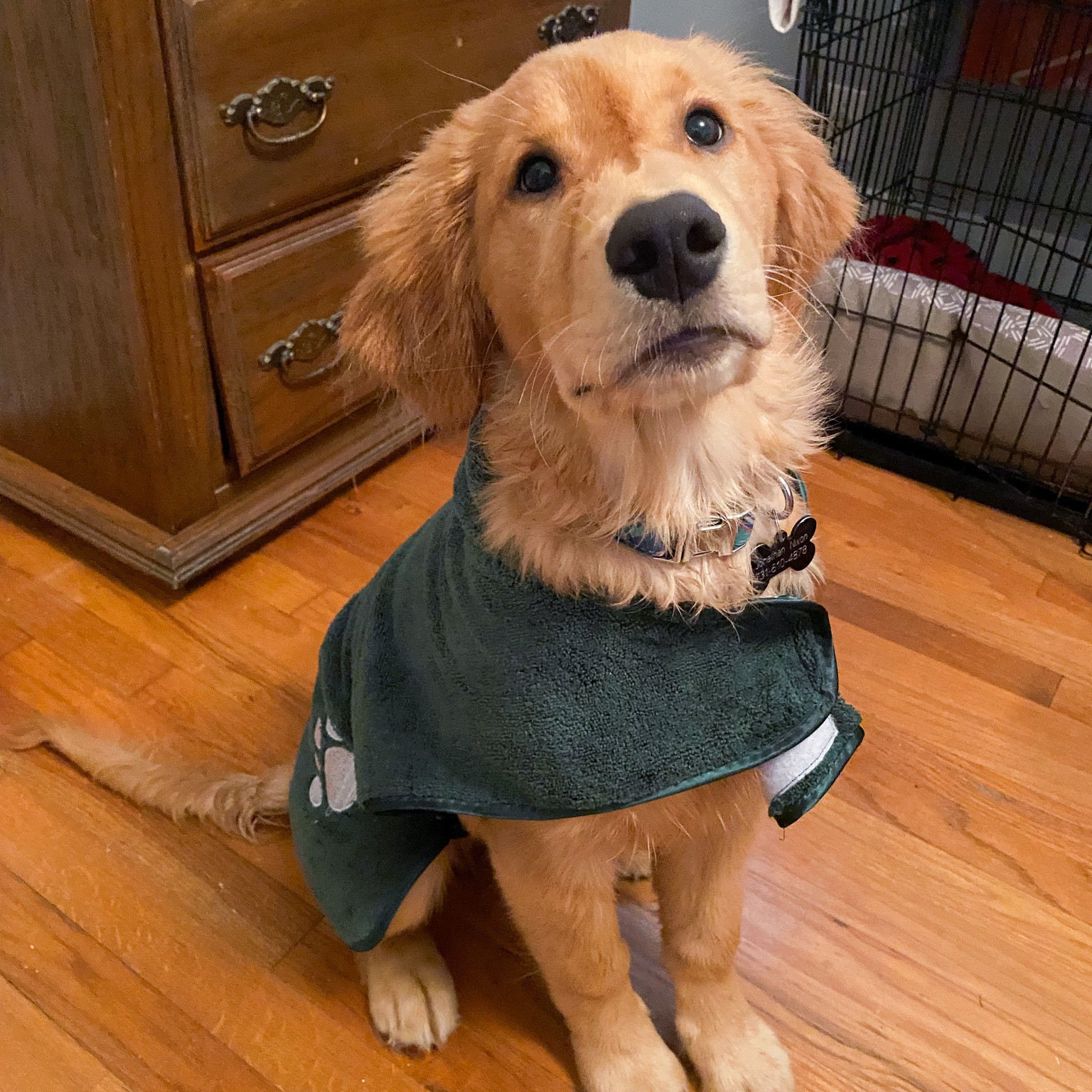 Finn was not a fan of this dog robe, but I will continue to put it on him after bath time😂 I got him a size medium so he can grow in to it!

#LTKFind