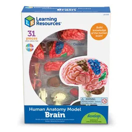 Anatomy Model - Brain | Learning Resources - (US)