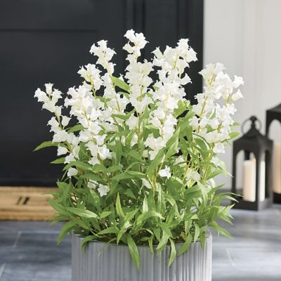 Bellflower Urn Filler | Grandin Road