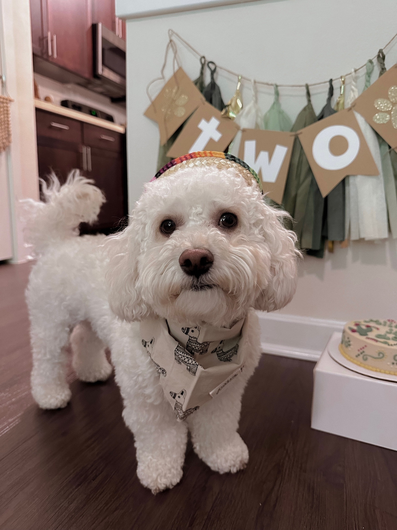Milo turns dos 🎂💚 

#LTKunder50 #LTKfamily #LTKGiftGuide