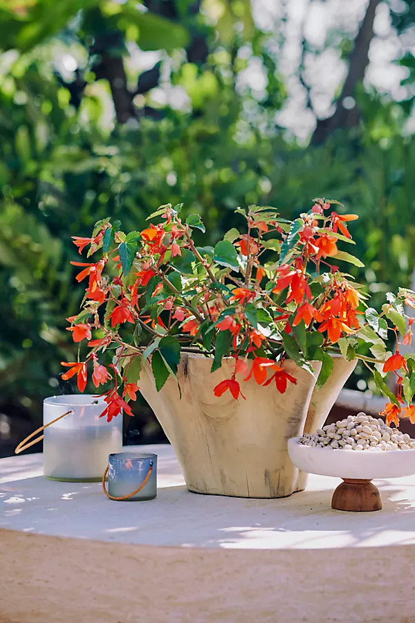 Teak Root Ruffled Bowl Planter | Anthropologie (US)