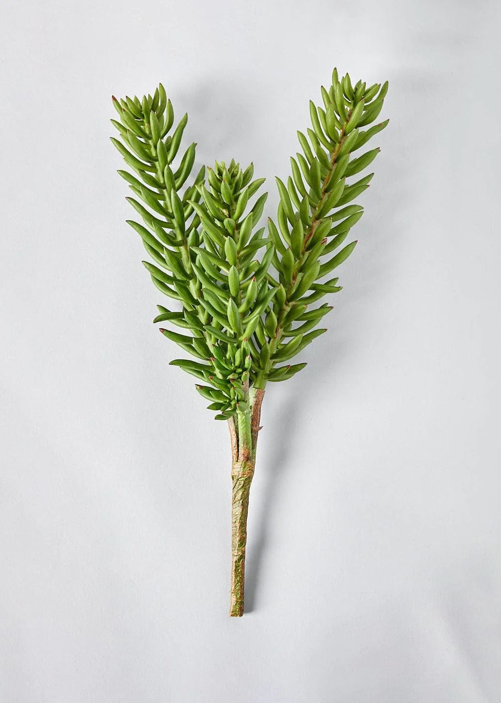Artificial Succulent Plant - 20" | Afloral