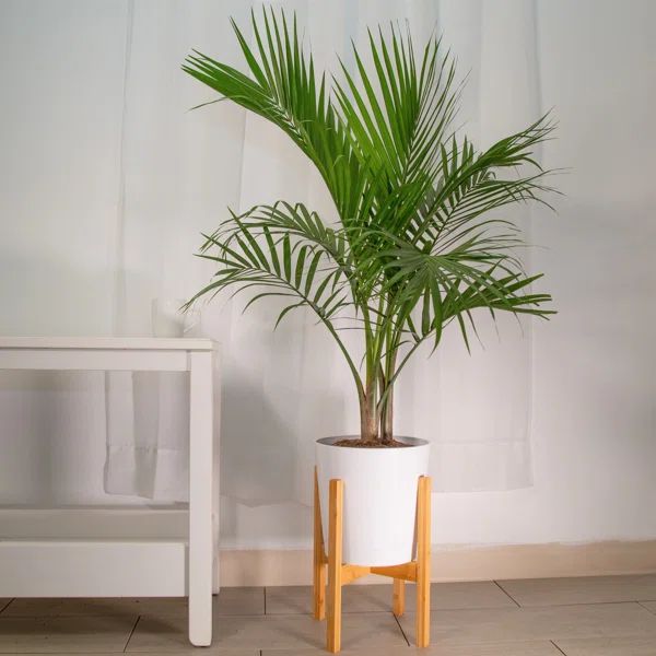 Majesty Palm Tree in Planter | Wayfair North America